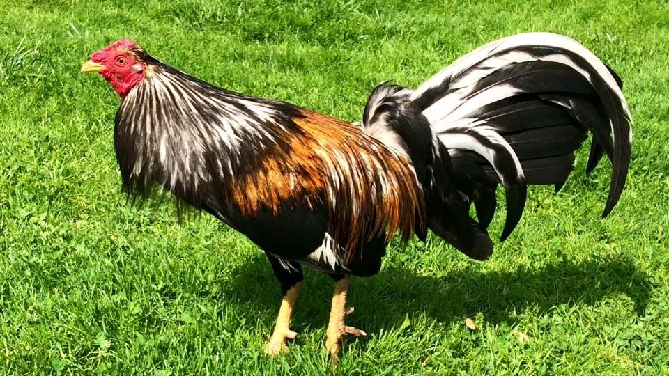 Brassback Albany Cock. Photo by justinwalkercu Photobucket